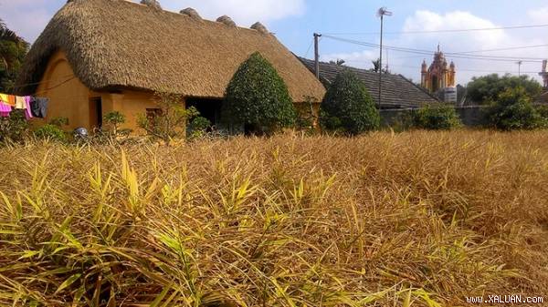 Đây là ngôi nhà mái rạ xây dựng từ năm 1975 của gia đình ông Trần Công Tâm, 70 tuổi, tại tổ 4, thị trấn Yên Định, Hải Hậu.