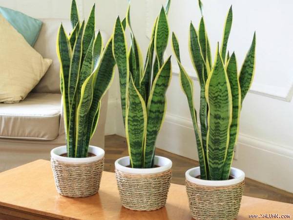 8 loại cây cảnh dễ trồng, có tác dụng thanh lọc không khí trong nhà