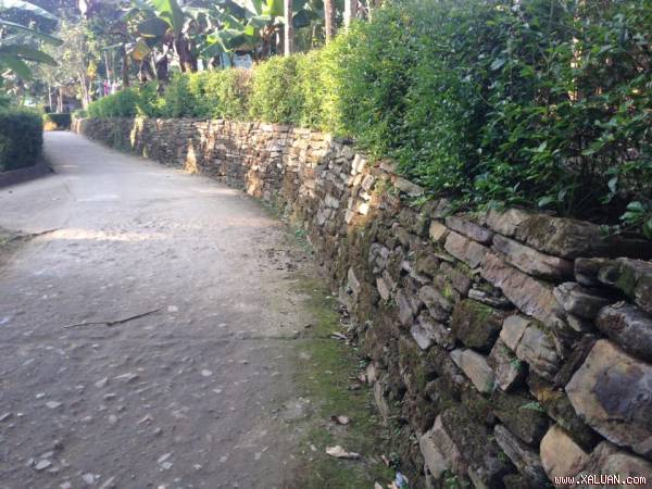  Hàng rào đá ở Tiên Phước - Quảng Nam xuất hiện ở đường làng ngõ xóm, ruộng, nương, vườn tược... tạo nên nét đẹp riêng của miền quê thanh bình.