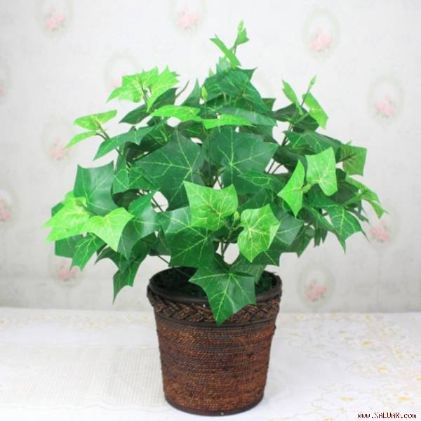 Cây thường xuân (Ivy, Hedera Helix)