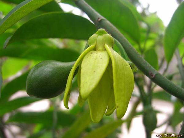 Khi không khí nóng oi đầu tiên của mùa hè tràn về cũng là lúc móng rồng trổ đợt hoa đầu tiên.