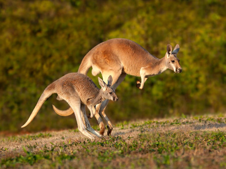 Chuột túi Kangaroo.