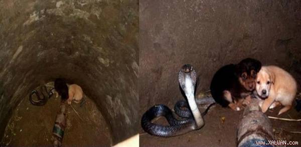 Rắn hổ mang chúa che chở hai chú chó nhỏ tội nghiệp bị rơi xuống giếng.