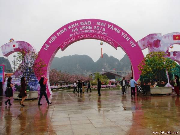 Lần đầu tiên mai vàng Yên Tử khoe sắc cùng hoa anh đào