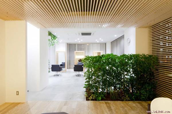 Để đưa màu xanh thiên nhiên vào trong nhà, bạn có thể bố trí cây xanh ở góc nhà, đặt trên bàn và sử dụng để phân chia không gian.