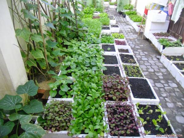 Tất tần tật các mẹo trồng rau trong thùng xốp để có vườn rau xanh mơn mởn