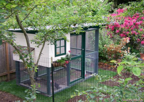 Chuồng gà xinh xắn khiến bạn yêu thích việc chăn nuôi