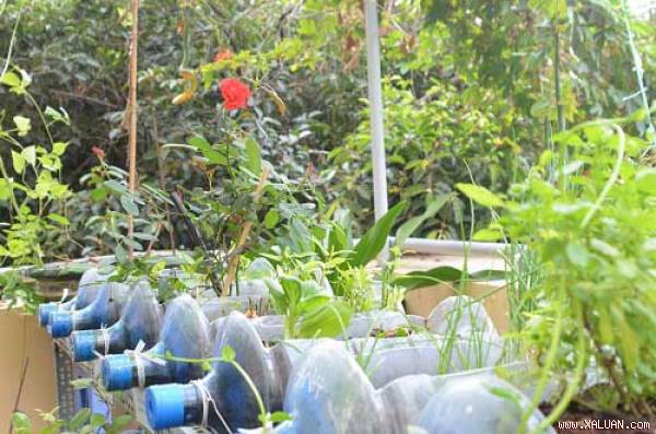 Bất ngờ vườn thực vật bằng vật liệu tái chế của học sinh
