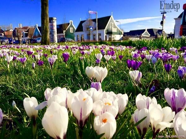 Mê mẩn vườn hoa đẹp như cổ tích của mẹ Việt ở Hà Lan