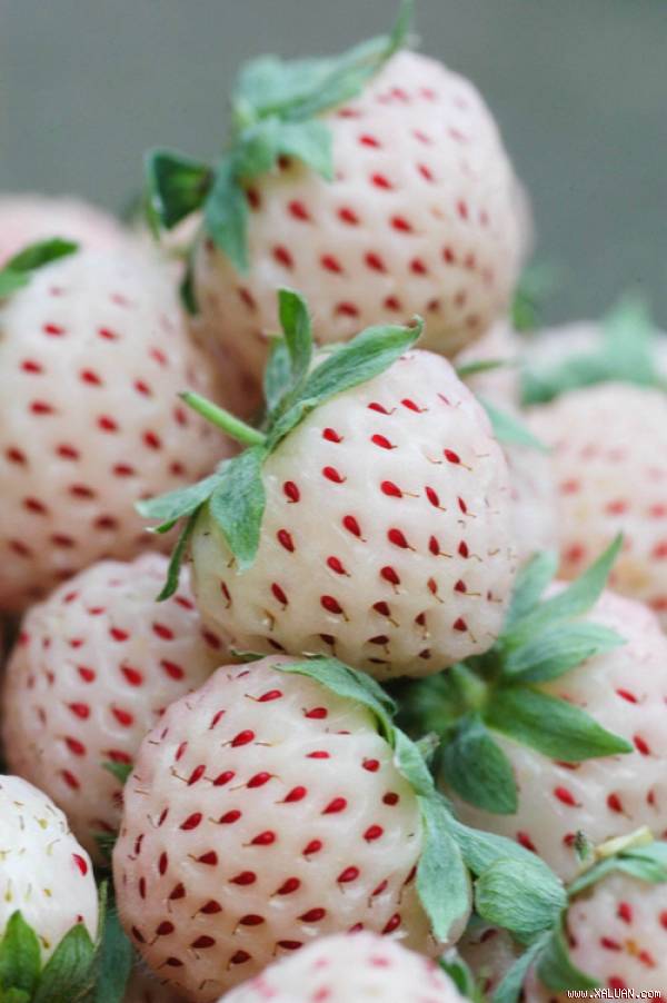 Dâu tây vị dứa (pineberry) có màu trắng và được điểm thêm những chấm màu đỏ trông rất đẹp mắt.