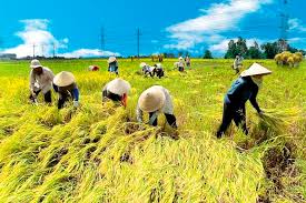 ‘Nông dân - nạn nhân của một nền nông nghiệp thiếu bền vững’