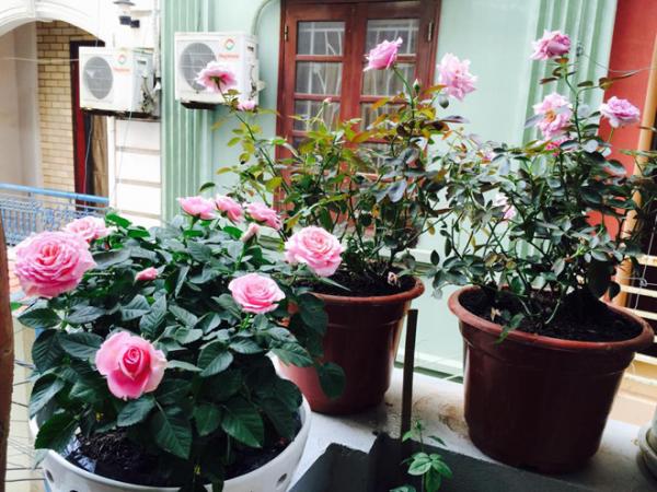 Ngôi nhà hoa hồng của biên tập viên truyền hình ở Hà Nội