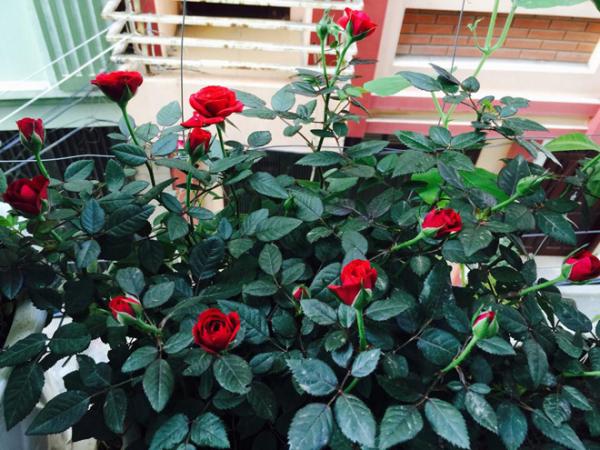 Ngôi nhà hoa hồng của biên tập viên truyền hình ở Hà Nội