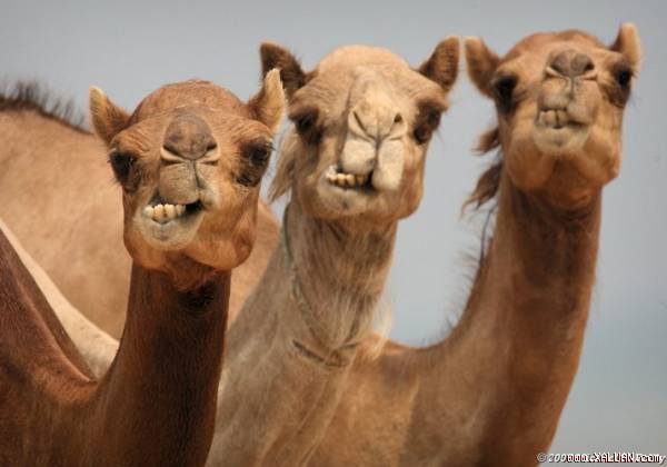 Sự thực đâu mới là loài chim lớn nhất thế giới?