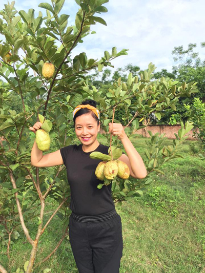 Chiều Xuân với những trái ổi lê không hạt trong vườn nhà.