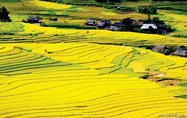 Cánh đồng Mường Thanh