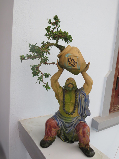 Hình ảnh cây cảnh để bàn đẹp đẳng cấp