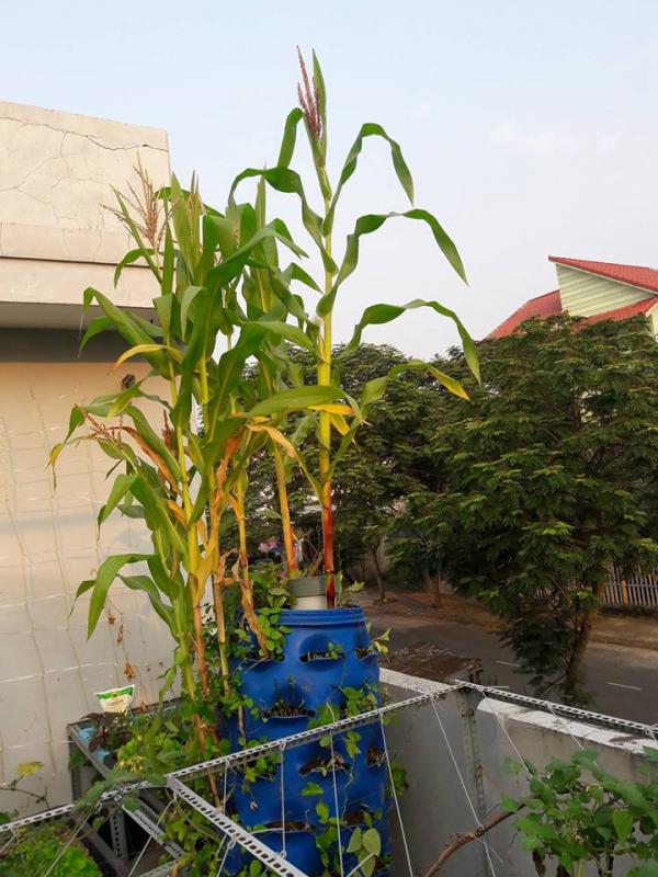 Vườn rau sân thượng của ông bố trẻ Đà Nẵng cho "vợ ngắm, con xơi" hình ảnh 12