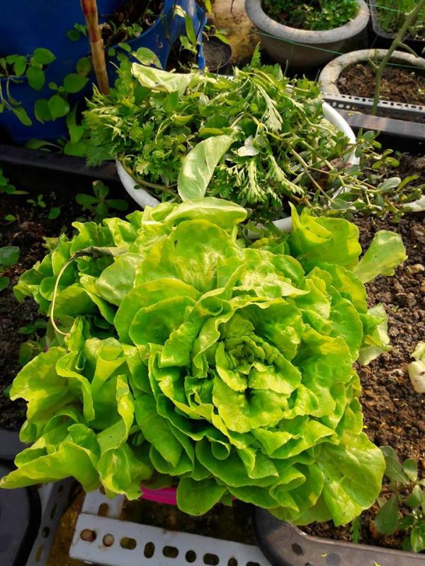 Vườn rau sân thượng của ông bố trẻ Đà Nẵng cho "vợ ngắm, con xơi" hình ảnh 4