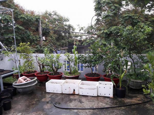 Vườn rau sân thượng của ông bố trẻ Đà Nẵng cho "vợ ngắm, con xơi" hình ảnh 26