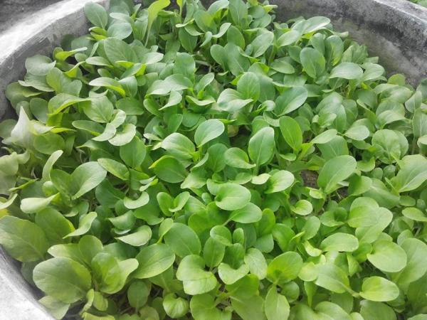 Vườn rau sân thượng của ông bố trẻ Đà Nẵng cho "vợ ngắm, con xơi" hình ảnh 27