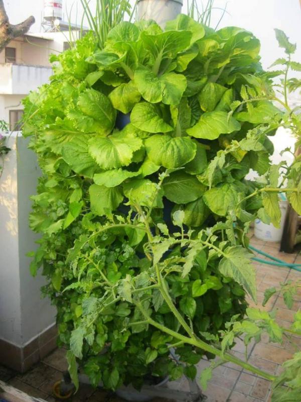 Vườn rau sân thượng của ông bố trẻ Đà Nẵng cho "vợ ngắm, con xơi" hình ảnh 25