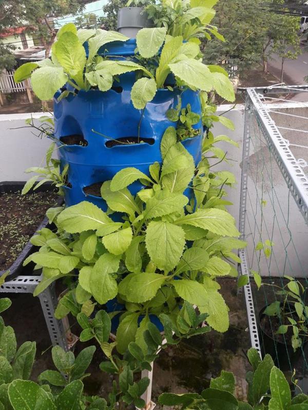 Vườn rau sân thượng của ông bố trẻ Đà Nẵng cho "vợ ngắm, con xơi" hình ảnh 24