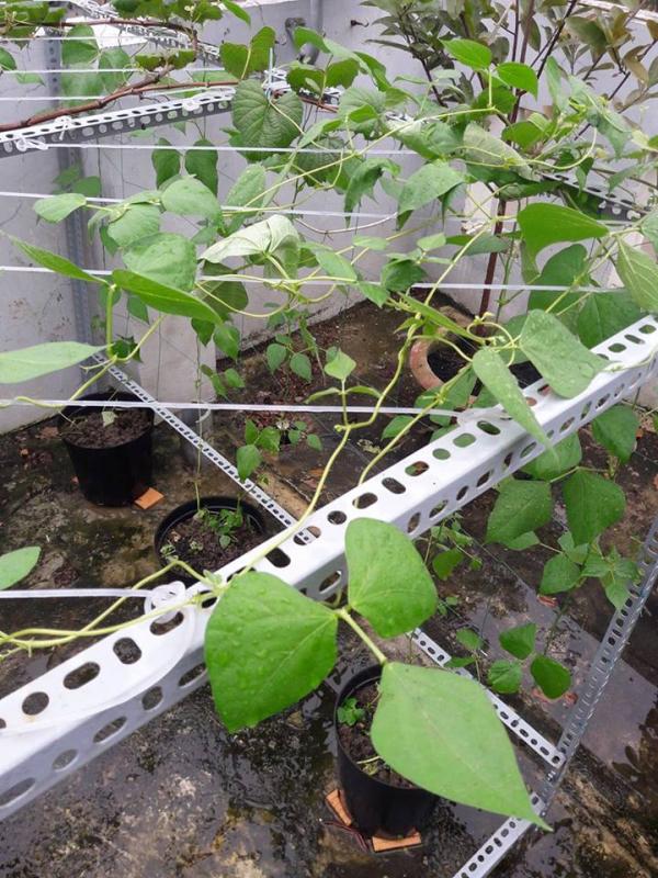 Vườn rau sân thượng của ông bố trẻ Đà Nẵng cho "vợ ngắm, con xơi" hình ảnh 23