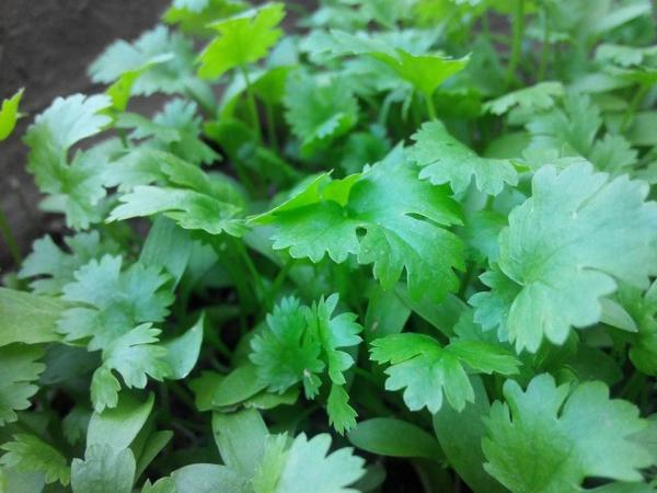 Vườn rau sân thượng của ông bố trẻ Đà Nẵng cho "vợ ngắm, con xơi" hình ảnh 21