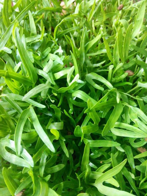 Vườn rau sân thượng của ông bố trẻ Đà Nẵng cho "vợ ngắm, con xơi" hình ảnh 20