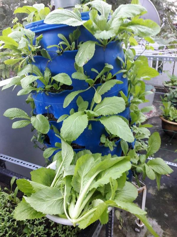 Vườn rau sân thượng của ông bố trẻ Đà Nẵng cho "vợ ngắm, con xơi" hình ảnh 18