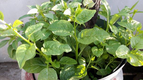 Vườn rau sân thượng của ông bố trẻ Đà Nẵng cho "vợ ngắm, con xơi" hình ảnh 6