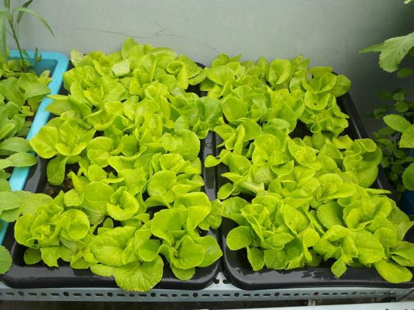 Vườn rau sân thượng của ông bố trẻ Đà Nẵng cho "vợ ngắm, con xơi" hình ảnh 7