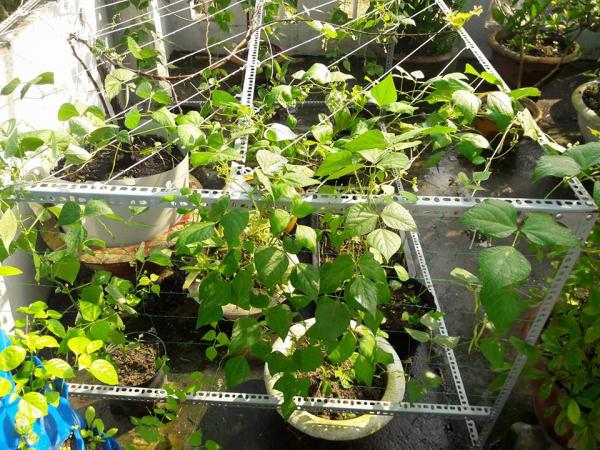 Vườn rau sân thượng của ông bố trẻ Đà Nẵng cho "vợ ngắm, con xơi" hình ảnh 19