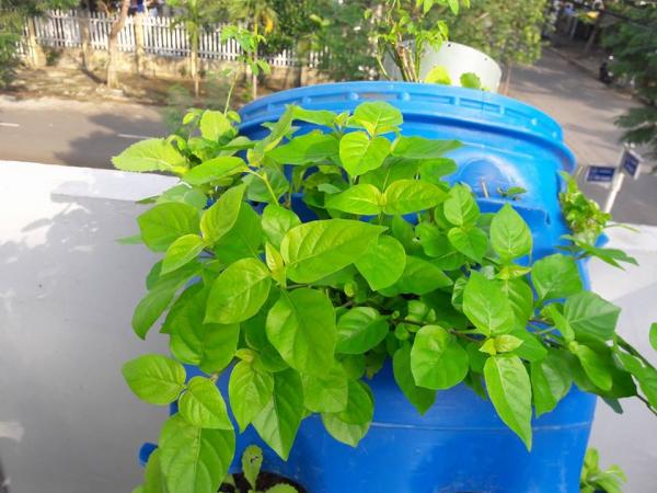 Vườn rau sân thượng của ông bố trẻ Đà Nẵng cho "vợ ngắm, con xơi" hình ảnh 16