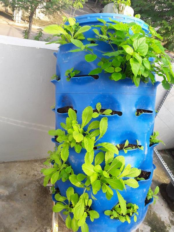 Vườn rau sân thượng của ông bố trẻ Đà Nẵng cho "vợ ngắm, con xơi" hình ảnh 14