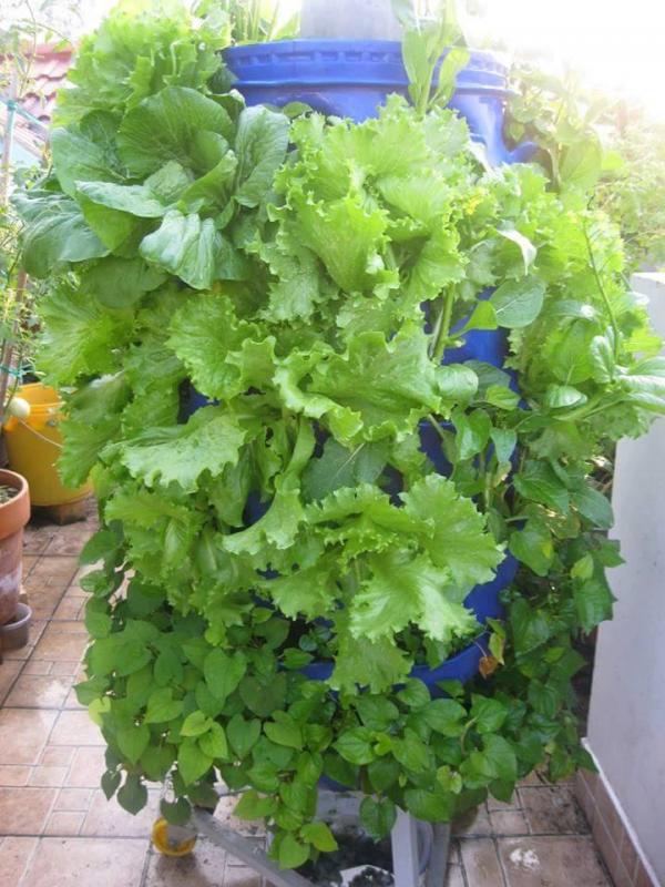 Vườn rau sân thượng của ông bố trẻ Đà Nẵng cho "vợ ngắm, con xơi" hình ảnh 13