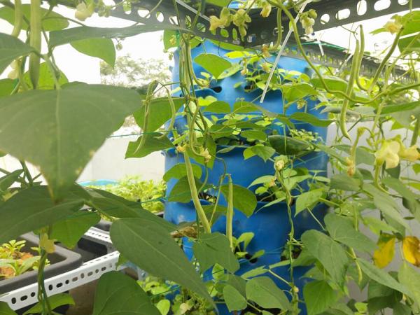 Vườn rau sân thượng của ông bố trẻ Đà Nẵng cho "vợ ngắm, con xơi" hình ảnh 9