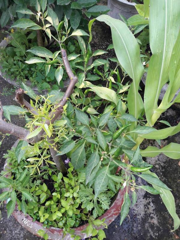 Vườn rau sân thượng của ông bố trẻ Đà Nẵng cho "vợ ngắm, con xơi" hình ảnh 8