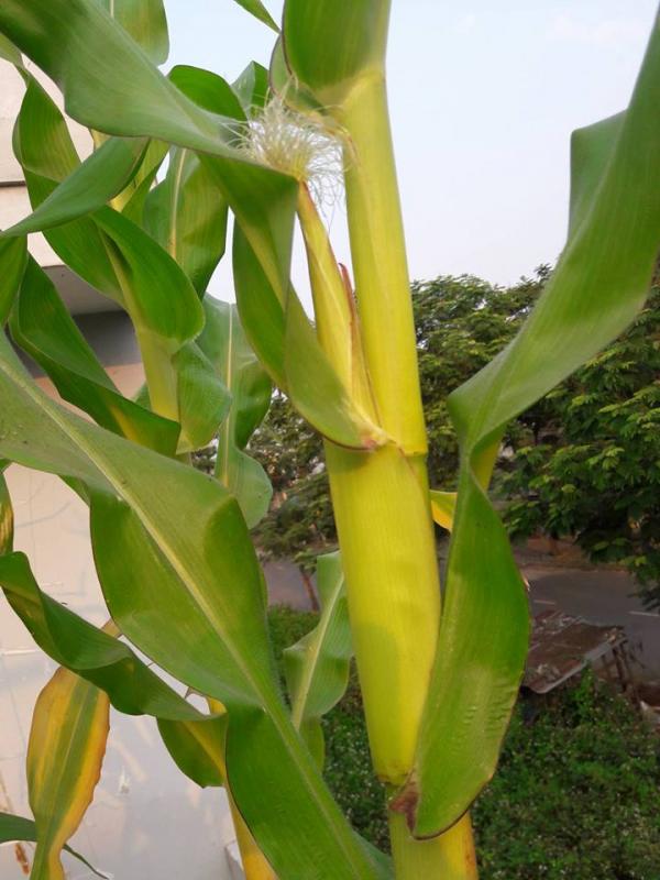 Vườn rau sân thượng của ông bố trẻ Đà Nẵng cho "vợ ngắm, con xơi" hình ảnh 11