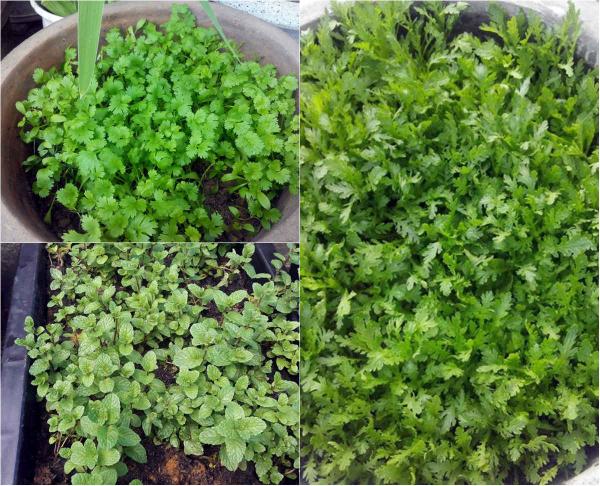 Vườn rau sân thượng của ông bố trẻ Đà Nẵng cho "vợ ngắm, con xơi" hình ảnh 3