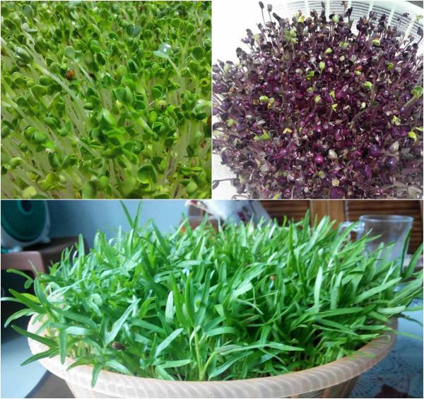 Vườn rau sân thượng của ông bố trẻ Đà Nẵng cho "vợ ngắm, con xơi" hình ảnh 5