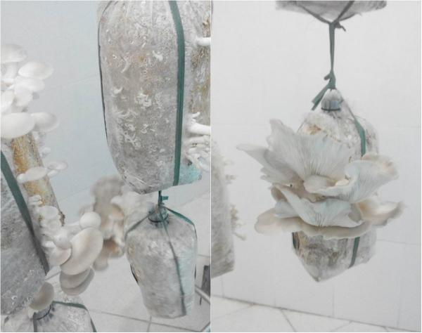 Vườn rau sân thượng của ông bố trẻ Đà Nẵng cho "vợ ngắm, con xơi" hình ảnh 30