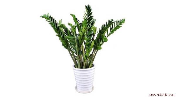 12 loại cây mang tài lộc vào nhà theo tuổi của gia chủ