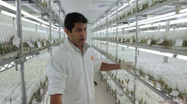 Khoai tây được trồng thử nghiệm mô phỏng điều kiện trên sao Hỏa trong Trung tâm Khoai tây Quốc tế ở Peru. (Ảnh: CIP).