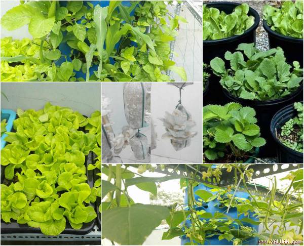 Vườn rau sân thượng của ông bố trẻ Đà Nẵng cho ‘vợ ngắm, con xơi’