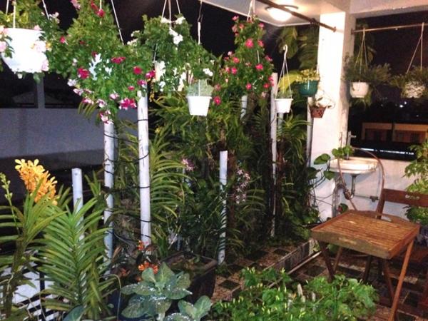 Vườn rau sân thượng ăn ’không cần rửa’ của ông chủ doanh nghiệp