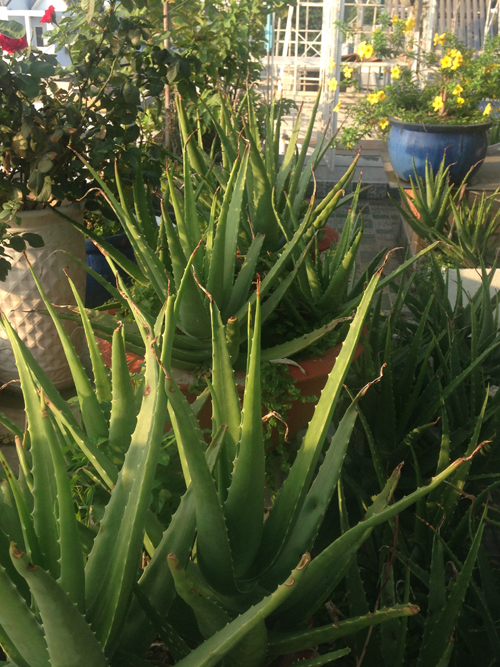 Vườn rau sân thượng ăn ’không cần rửa’ của ông chủ doanh nghiệp