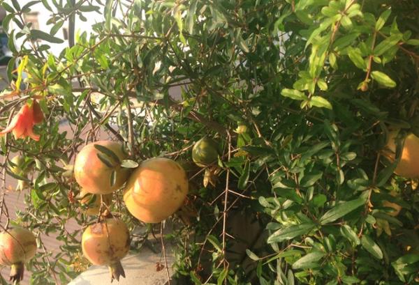 Vườn rau sân thượng ăn ’không cần rửa’ của ông chủ doanh nghiệp