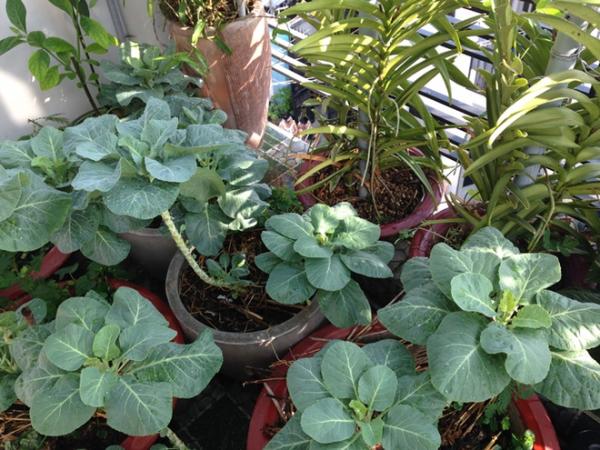 Vườn rau sân thượng ăn ’không cần rửa’ của ông chủ doanh nghiệp